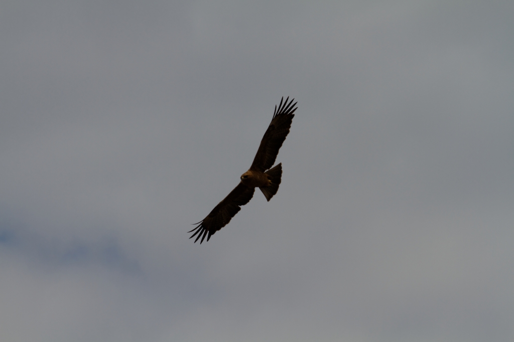 08 - Kruger NP (2).jpg